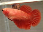 orangemama1.jpg