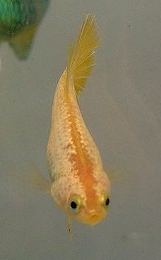 goldragonfishface.jpg